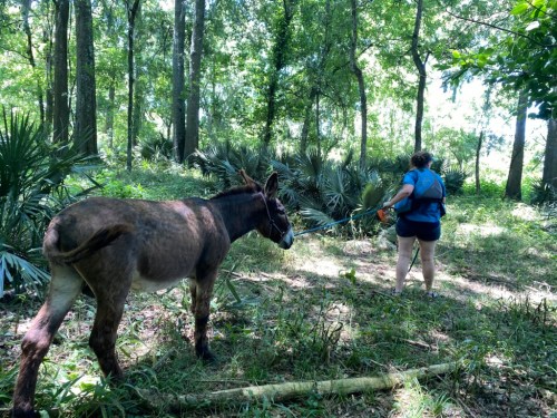 A person walks a donkey through a lush, green forest with palm plants in the background.