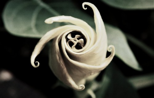 Close-up of a spiraled flower bud with delicate, curling petals against a blurred green background.