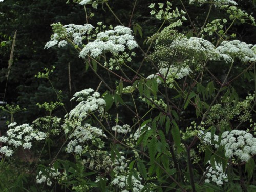 A cluster of white flowering plants surrounded by green leaves in a natural setting.