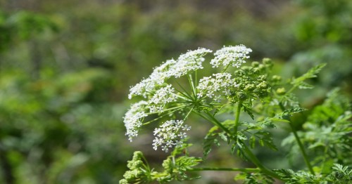 A cluster of small white flowers on a green plant, surrounded by lush greenery in a natural setting.