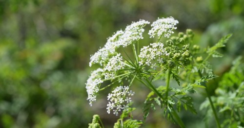 A cluster of small white flowers on a green plant, surrounded by lush greenery in a natural setting.