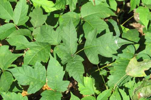 A close-up of green leaves with varying shapes, densely arranged on the ground in a natural setting.