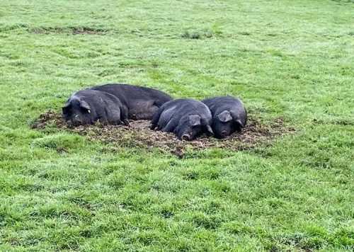 Three pigs resting in a grassy field, nestled together in a small dirt patch.