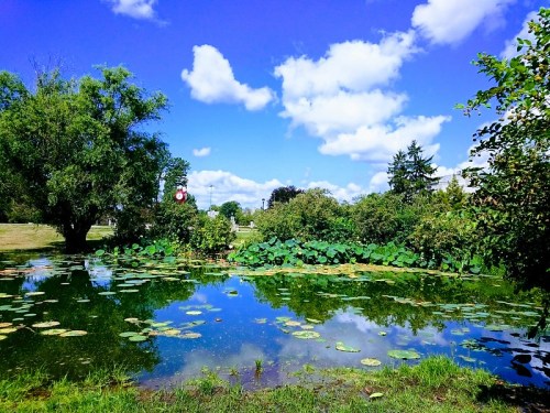 A serene pond surrounded by lush greenery and lily pads, reflecting a bright blue sky with fluffy clouds.