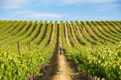 A person walking through a lush vineyard with rows of grapevines under a clear blue sky.