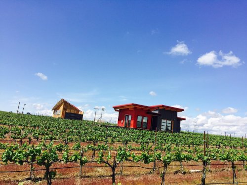 Two modern houses among lush green vineyards under a bright blue sky with scattered clouds.