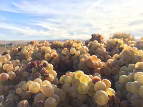 Close-up of clusters of yellow grapes against a blue sky with wispy clouds.