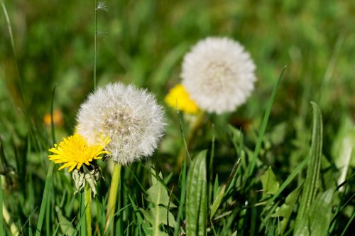 A close-up of dandelions, one yellow flower and one fluffy white seed head, surrounded by green grass.