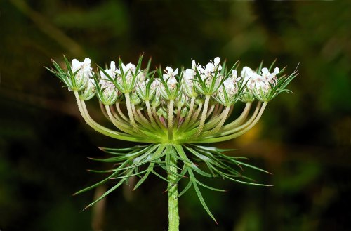 A close-up of a white flower cluster with slender green stems and spiky leaves against a dark background.