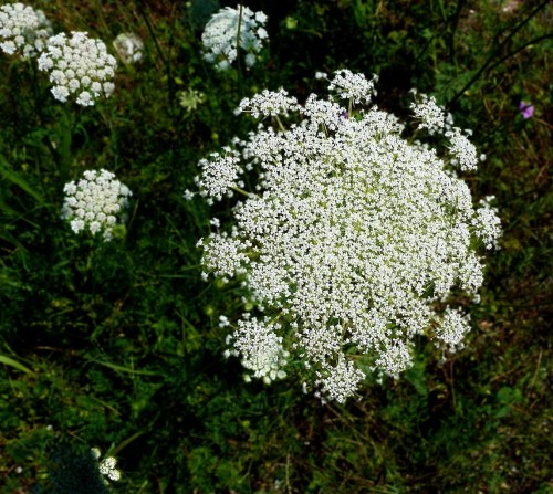 A cluster of small white flowers blooming in a green field, with delicate petals forming a round shape.