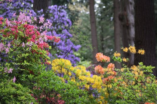 A vibrant garden filled with blooming azaleas in shades of pink, purple, orange, and yellow, surrounded by trees.