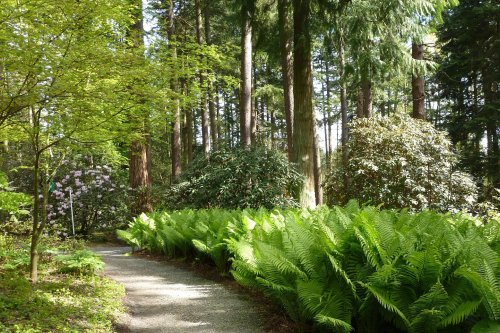 Lush green ferns line a winding path through a serene forest with tall trees and vibrant foliage.