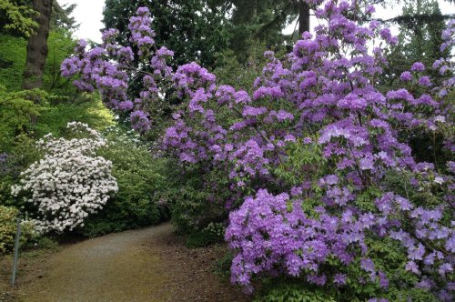 A scenic pathway surrounded by vibrant purple and white flowering bushes in a lush garden setting.