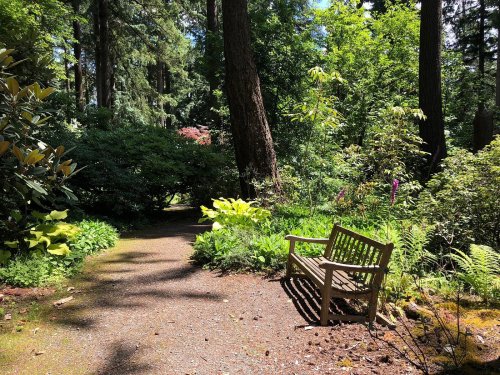 A wooden bench sits on a gravel path surrounded by lush greenery and trees in a serene garden setting.