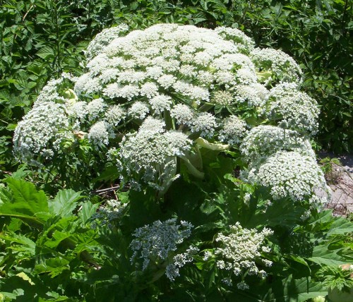 A large cluster of white flowers atop a green plant, surrounded by lush green foliage.