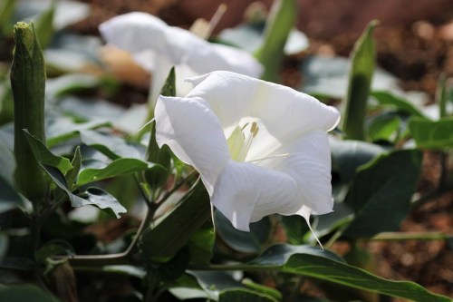 A close-up of a white flower with delicate petals, surrounded by green leaves in a natural setting.