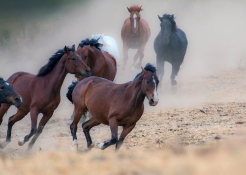 A group of horses galloping through a dusty landscape, with a mix of brown, white, and black coats.