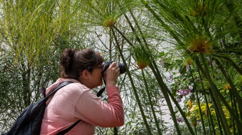 A person with a camera captures photos among tall green plants in a vibrant garden setting.
