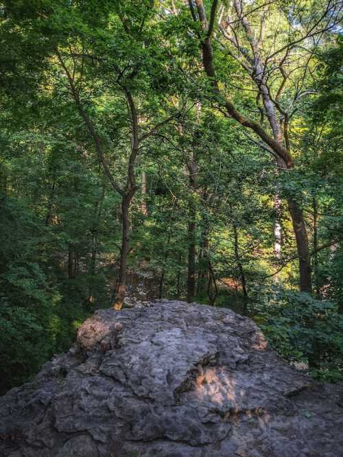 A rocky outcrop surrounded by lush green trees in a dense forest. Sunlight filters through the foliage.