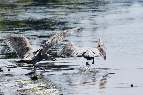 Two birds with outstretched wings are seen near the water's edge, creating ripples in the calm water.