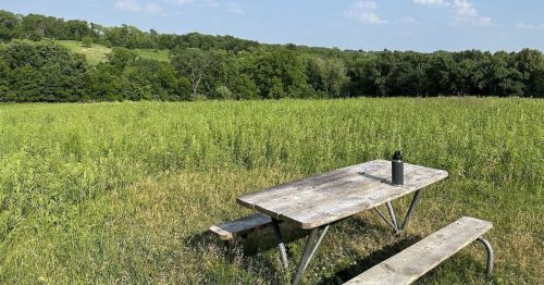 A weathered picnic table sits in a grassy field, surrounded by trees under a clear blue sky.