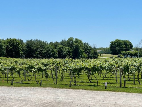 A sunny vineyard with rows of grapevines, surrounded by lush green trees and a clear blue sky.