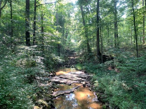 A serene forest scene with a small creek flowing through lush greenery and sunlight filtering through the trees.