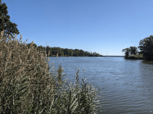 A serene river scene with tall grasses, clear blue sky, and a distant bridge surrounded by trees.