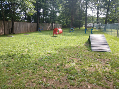 A grassy dog park featuring agility equipment, including tunnels and ramps, surrounded by trees and a fence.