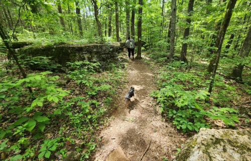 A person walks along a forest trail with a small dog, surrounded by lush green foliage and rocky outcrops.