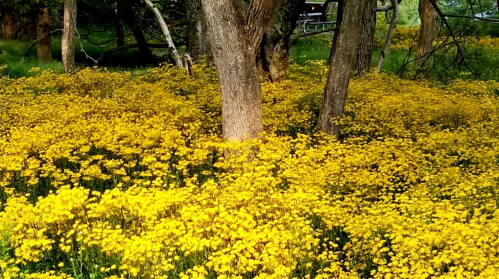 A vibrant field of yellow flowers surrounds two trees in a lush green landscape.