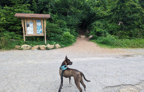 A dog stands on a gravel path near a trailhead sign surrounded by lush greenery.