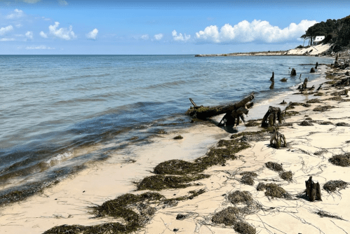 A serene beach scene with calm water, sandy shore, driftwood, and scattered seaweed under a blue sky with clouds.
