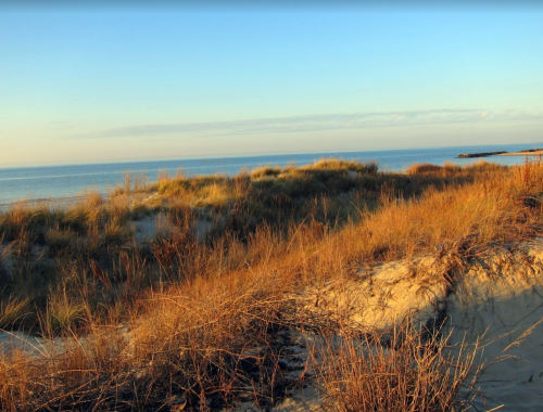 A serene beach scene with golden grasses and gentle waves under a clear sky at sunset.