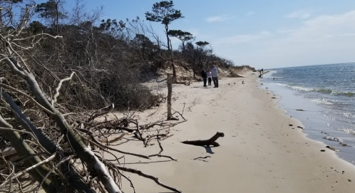 A sandy beach with driftwood, trees, and people walking along the shore under a clear blue sky.