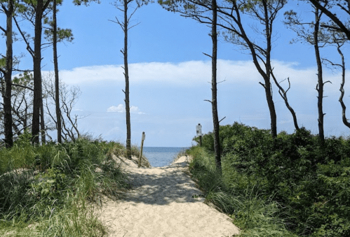 A sandy path leads to the ocean, framed by tall trees and lush greenery under a clear blue sky.
