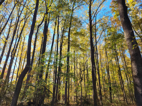 Tall trees with vibrant autumn leaves against a clear blue sky in a serene forest setting.