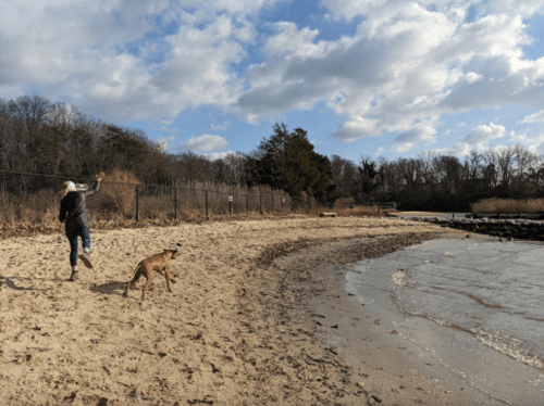 A person runs along a sandy beach with a dog, near calm water and trees under a partly cloudy sky.