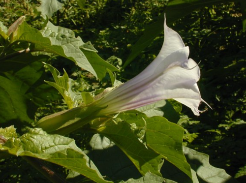 A close-up of a white trumpet-shaped flower surrounded by green leaves.