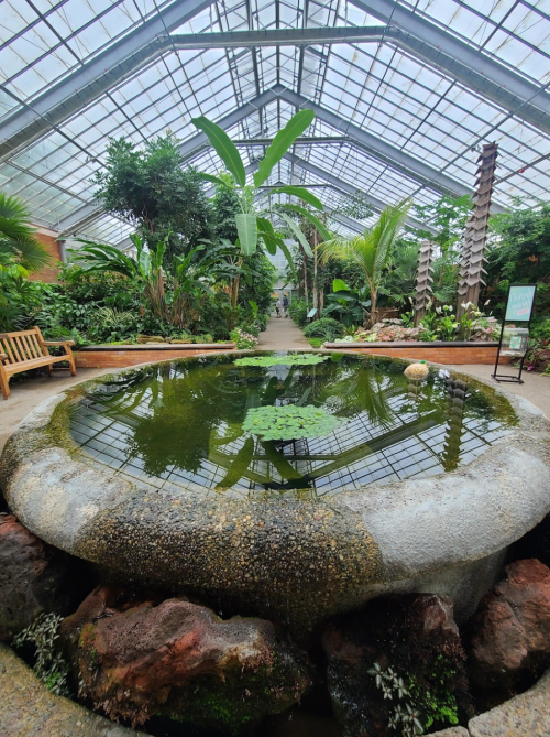 A lush greenhouse with tropical plants, a pond in the foreground, and a pathway leading through the greenery.
