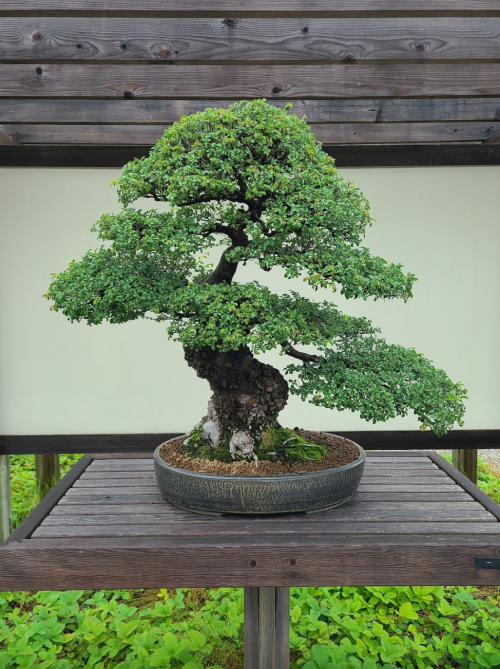 A lush green bonsai tree in a dark pot, displayed on a wooden stand against a simple background.