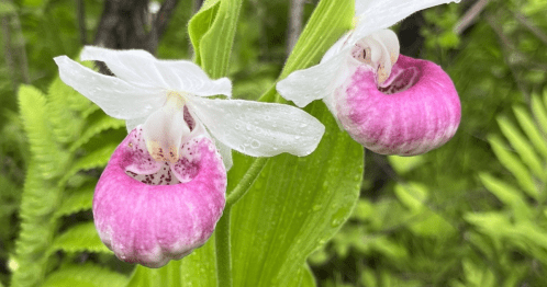 Two pink and white orchids with a glossy appearance, surrounded by lush green foliage.
