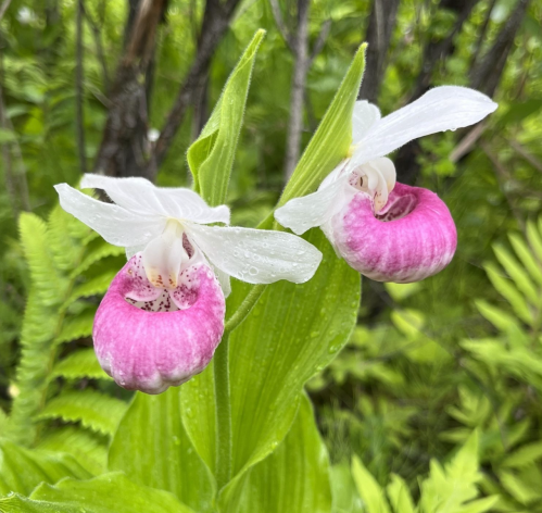Two pink and white orchids bloom amidst lush green foliage, glistening with droplets of water.