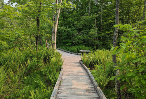 A wooden boardwalk winding through lush green ferns and trees in a serene forest setting.