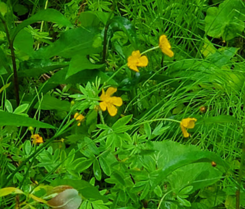 A cluster of small yellow flowers surrounded by lush green grass and foliage.