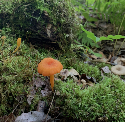 A vibrant orange mushroom grows among green moss and fallen leaves in a forest setting.