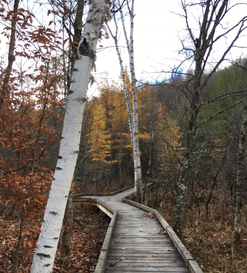 A winding wooden boardwalk through a forest with birch trees and autumn foliage.