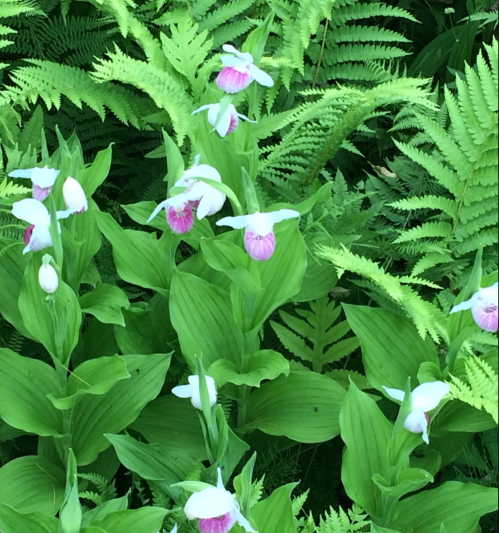 A cluster of vibrant white and pink orchids surrounded by lush green ferns.