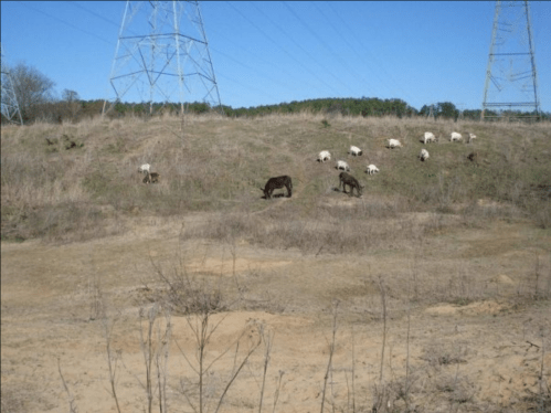 A herd of sheep and a few goats grazing on a grassy hillside under power lines.