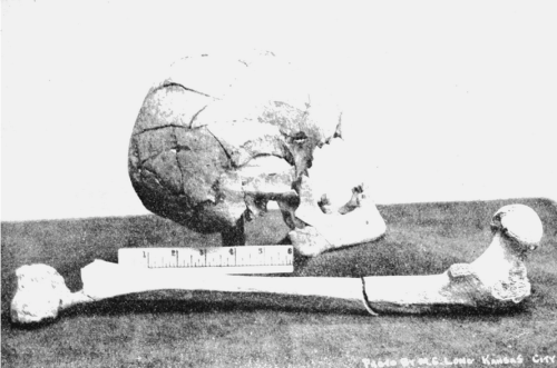 Black and white photo of a skull and a long bone, with a ruler for scale, displayed on a flat surface.